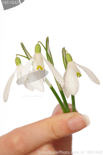 Image of snowdrops