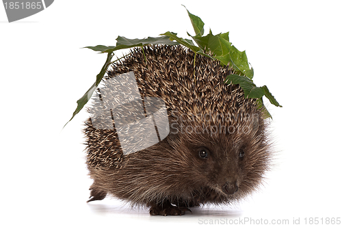 Image of hedgehog with green leafs