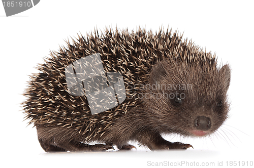 Image of small hedgehog