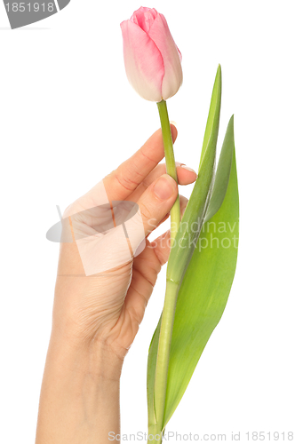 Image of spring tulip