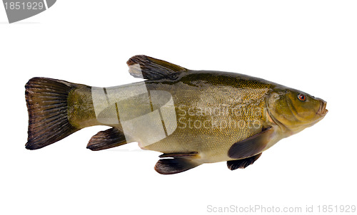 Image of Tench fish after fishing isolated on white 