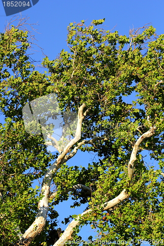 Image of detail of a big sycamore