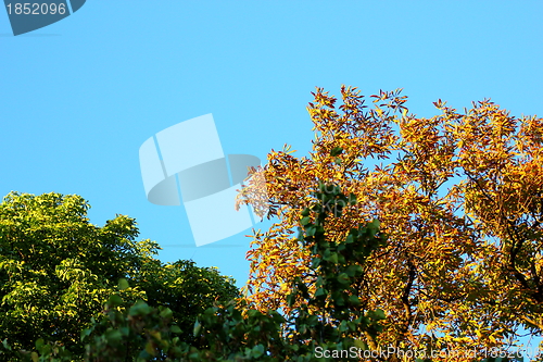 Image of two chestnuts