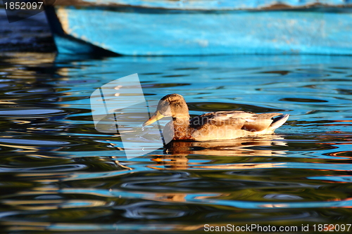 Image of young mallard duck