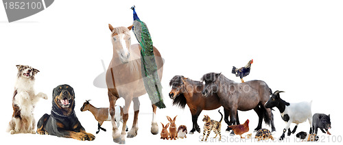 Image of farm animals