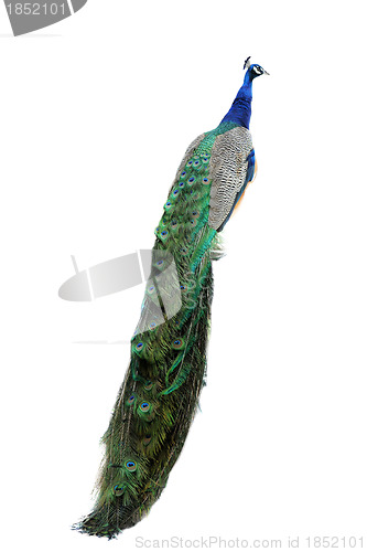 Image of peacock 