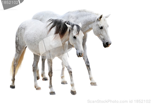 Image of camargue horses