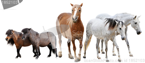 Image of horses and ponies