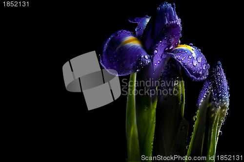 Image of fairy- tale luminous iris