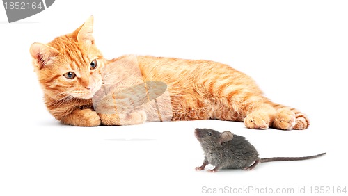 Image of Mouse and cat