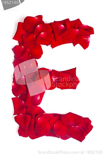 Image of Letter E made from red petals rose on white