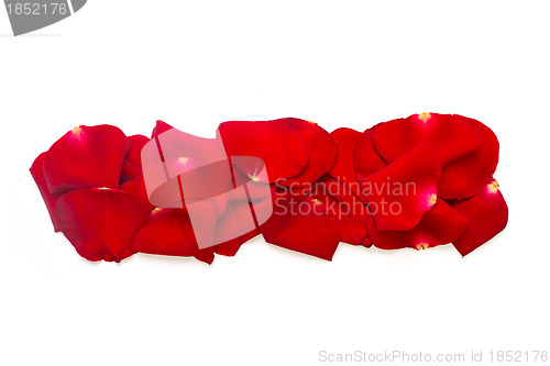 Image of Punctuation mark  made from red petals rose on white