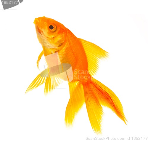 Image of Goldfish