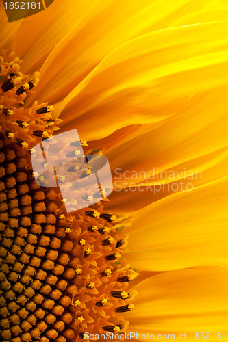 Image of The beautiful sunflower