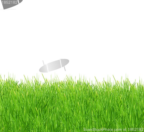 Image of Isolated green grass