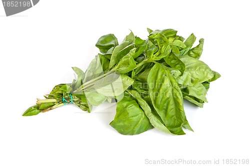 Image of Fresh green basil leaves on white background