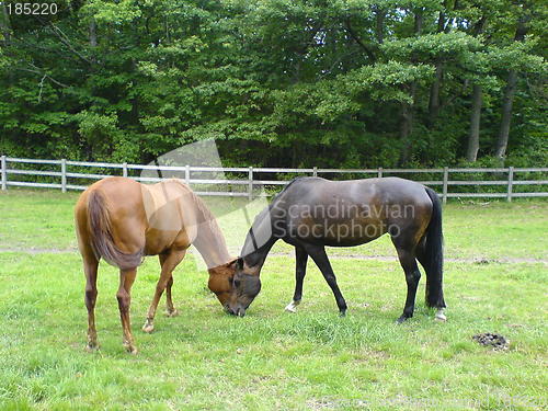 Image of Horses at holiday