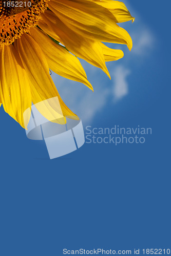 Image of Sunflower