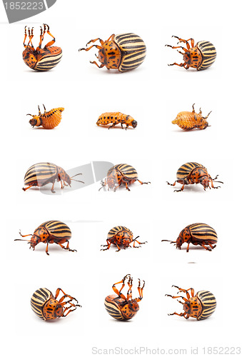 Image of colorado potato beetles