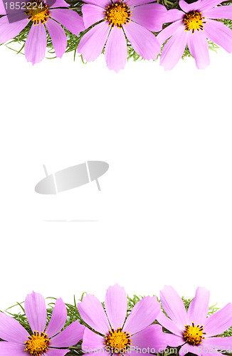Image of Flowers