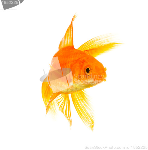 Image of Goldfish