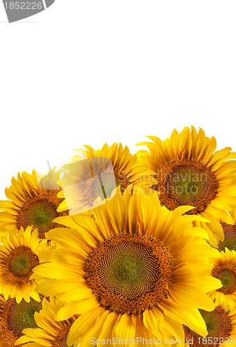 Image of The beautiful sunflower