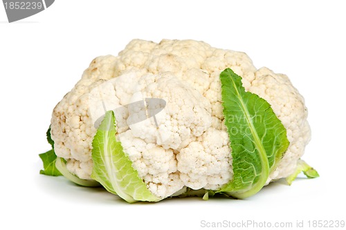 Image of Cauliflower isolated on white