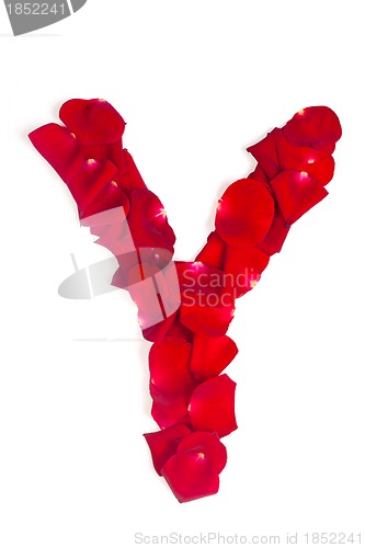 Image of Letter Y made from red petals rose on white