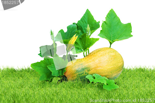 Image of Yellow pumpkin 