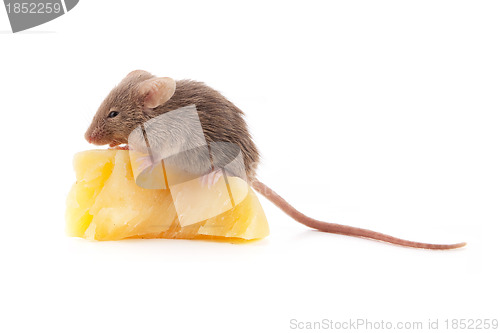 Image of Mouse and cheese