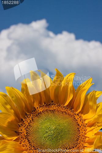 Image of Sunflower