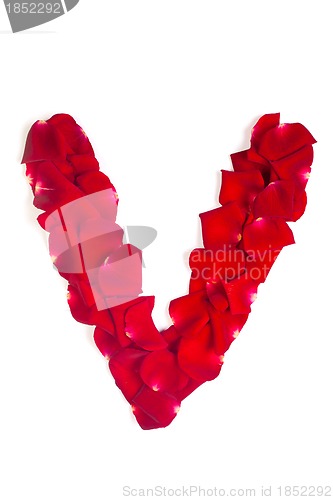 Image of Letter V made from red petals rose on white