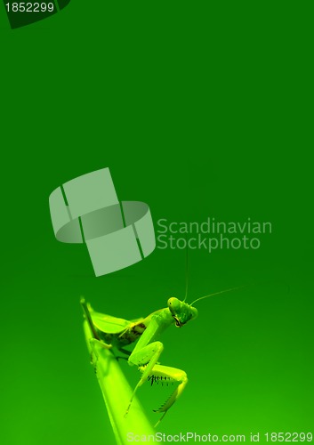 Image of Green mantis 