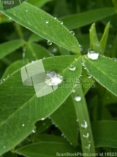 Image of drop of rain