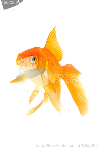 Image of Goldfish