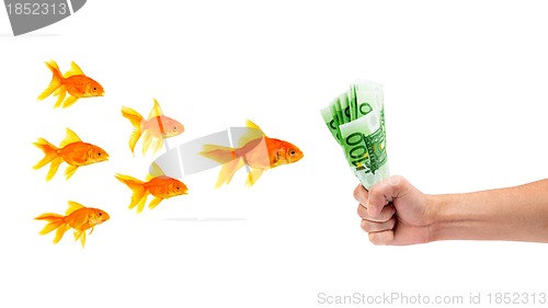 Image of Goldfish with money