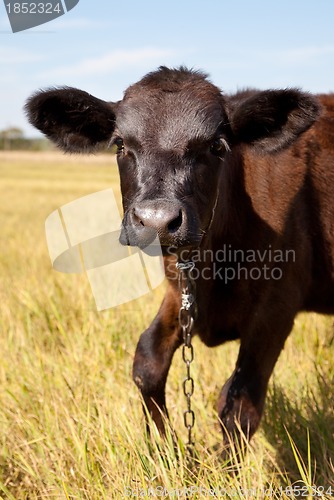 Image of Cow