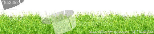 Image of Isolated green grass