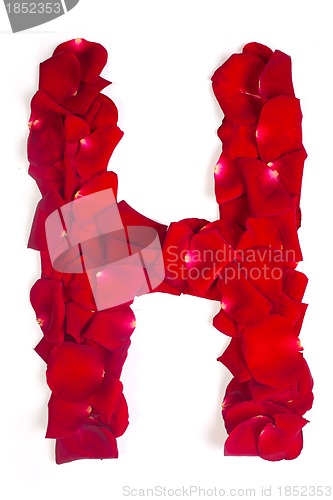 Image of Letter H made from red petals rose on white