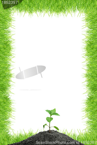 Image of Green sprout 