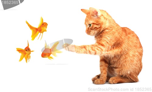 Image of Cat playing with goldfishes