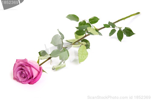 Image of One fresh pink rose  over white background