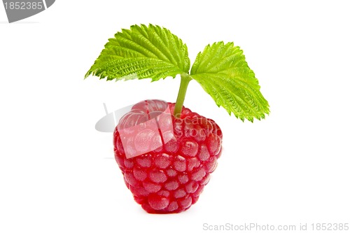 Image of Ripe rasberry with green leaf isolated over white. Close up macr