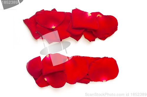 Image of Equals sign made from red petals rose on white