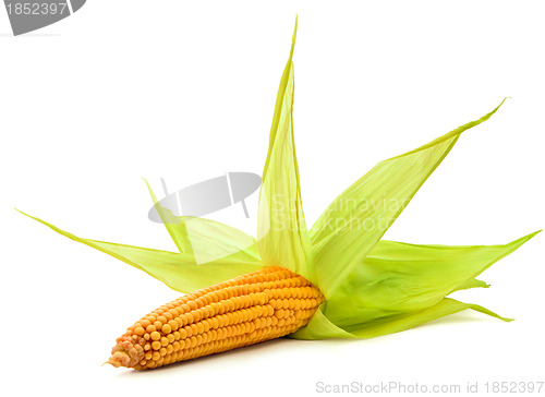 Image of Corn