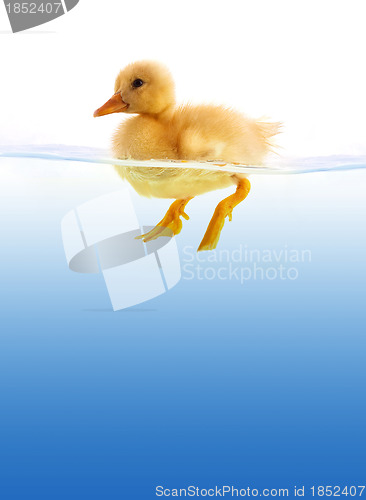 Image of The yellow duckling swimming