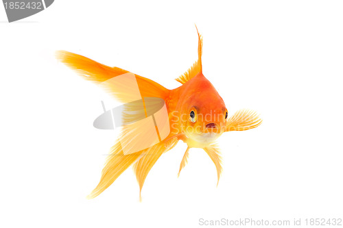 Image of Goldfish