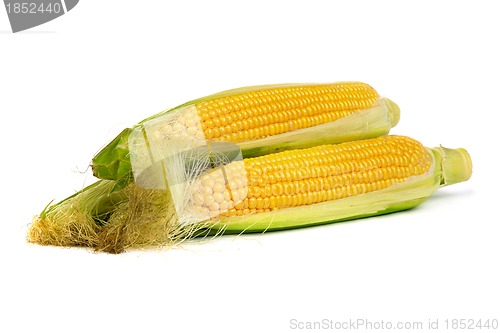 Image of Ear of corns with husk. Isolated on white.