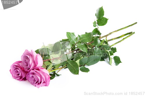 Image of Three fresh pink roses over white background