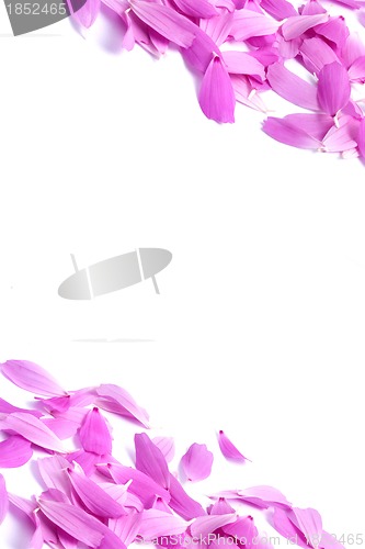 Image of Petals of flowers 